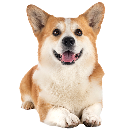 Happy Corgi
