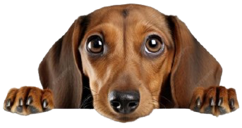 Dog looking over edge